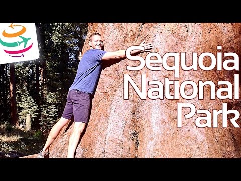 Sequoia National Park die größten Bäume der Welt | GlobalTraveler.TV