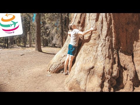 Besuch bei den Riesenbäumen, Sequoia National Park | YourTravel.TV