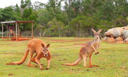 Kangaroos und Koalas in Queensland