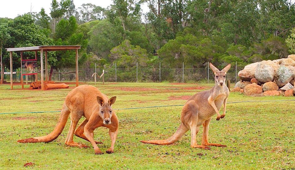 Kangaroos und Koalas in Queensland