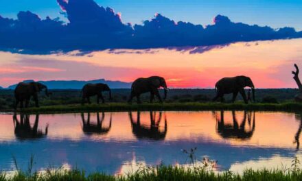Wilde Elefanten, hautnah im Luxus Camp in Südafrika