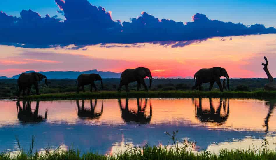 Wilde Elefanten, hautnah im Luxus Camp in Südafrika
