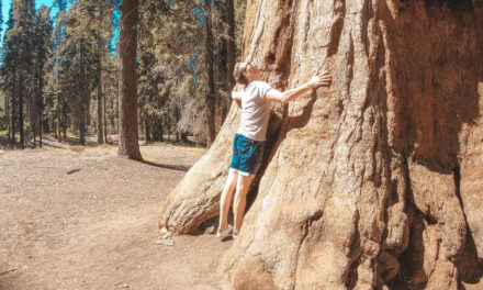 Besuch bei den Riesenbäumen, Sequoia National Park